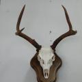 Euro mount Blacktail Euro mount Blacktail